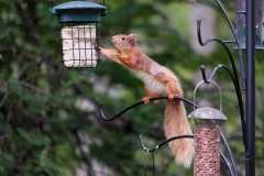 Eurasian Red Squirrel (sciurus vulgaris)_02