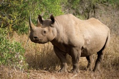 Black rhino_30899_.jpg