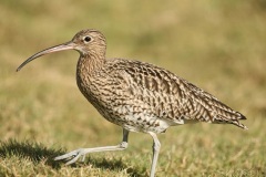 Curlew_30900_.jpg