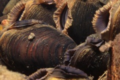 Fresh Water Pearl Mussel_30882_.jpg