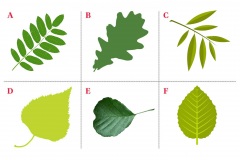 Leaves test.jpg