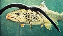 Sea_lamprey_on_brown_trout_30881_.jpg