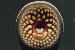 sea lamprey jaw_30879_.jpg