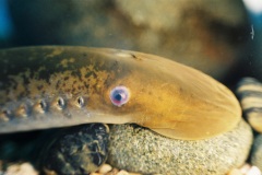 sea-lamprey_30880_.jpg