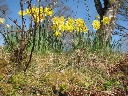 Andrew_s daffs.jpg