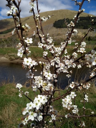 Andrew_s hawthorn thing.jpg