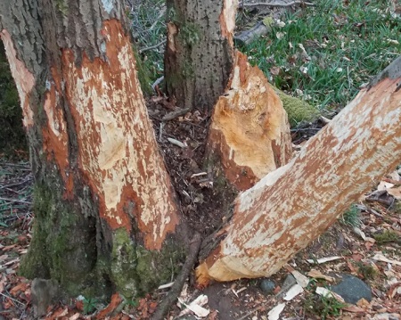 Beaver Work.jpg
