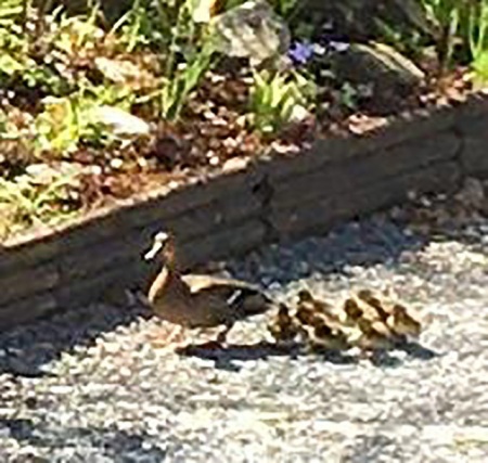 Normans Ducks.jpg