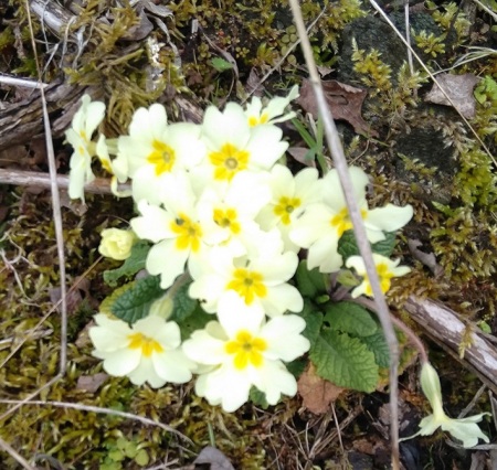 Scottish Primrose.jpg