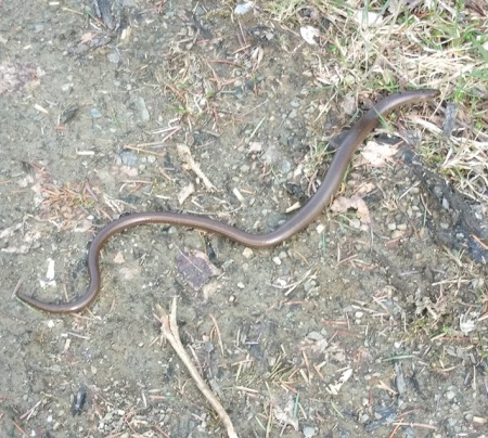 Slow Worm.jpg