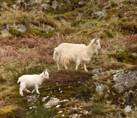 Wild Goat with Kid.jpg