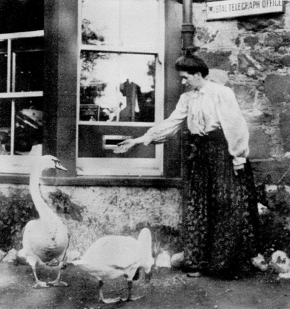 swans at the post office_30620_.jpg